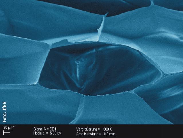 Rasterelektronenmikroskopaufnahme von Schaumstrukturen